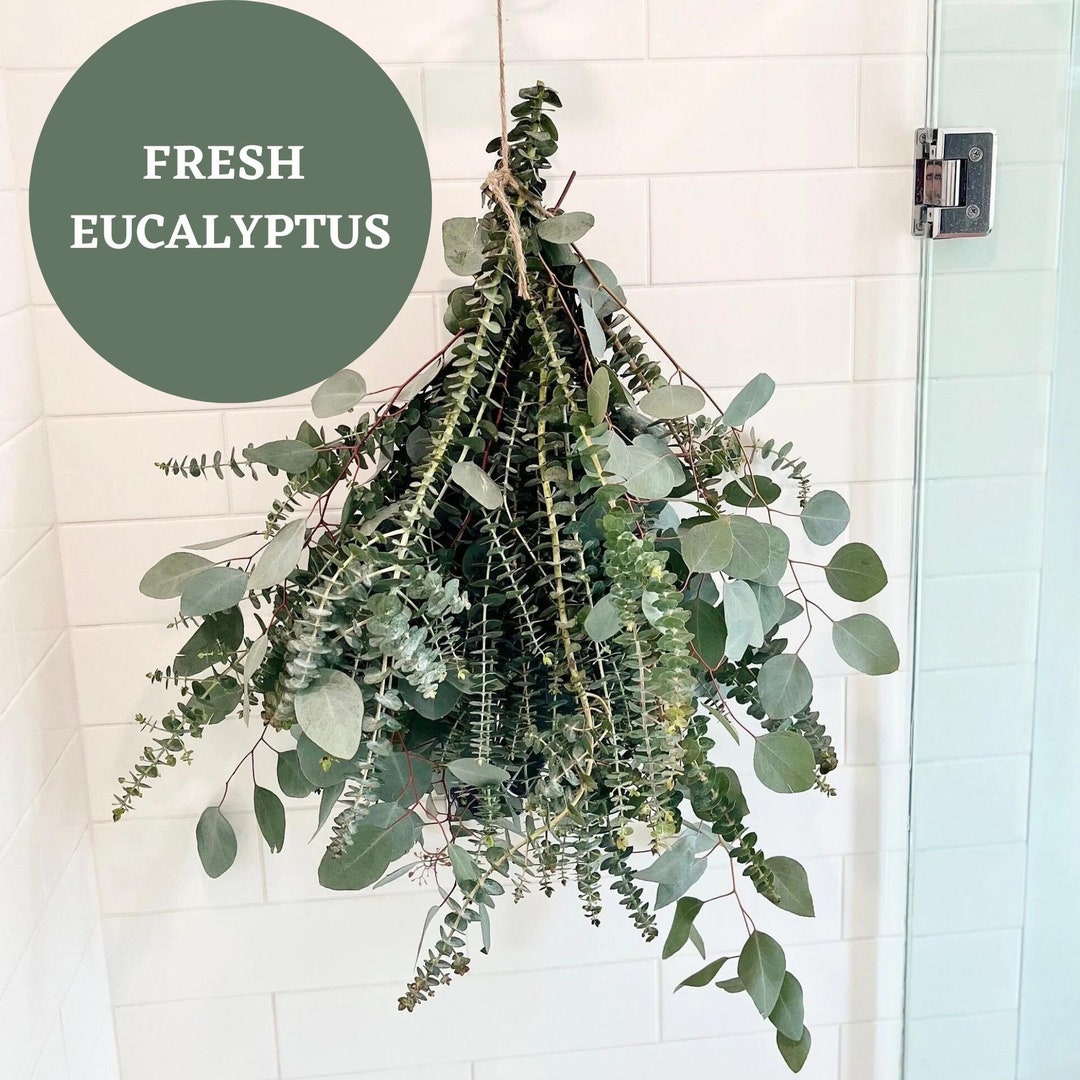 Fresh Eucalyptus Shower Bunch Eucalyptus Shower Bundle Eucalyptus ...