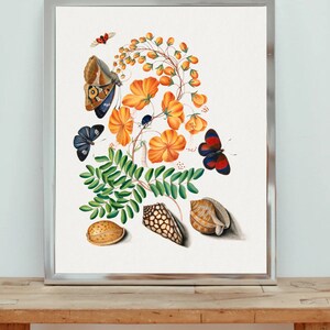 Puede incluir: Una ilustración botánica vintage que presenta un grupo de flores naranjas con hojas verdes, tres mariposas y tres conchas. Las mariposas son azules, rojas y marrones con marcas negras. Las conchas son marrones y blancas.