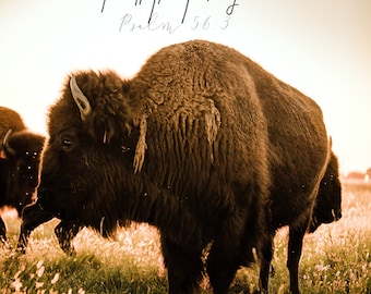 May include: A photograph of two bison standing in a field of tall grass. The sky is a warm orange and yellow color. The text "Whenever I am afraid, I will trust in you. Psalm 56:3" is written in cursive at the top of the image. The photographer's name and website are written at the bottom of the image.