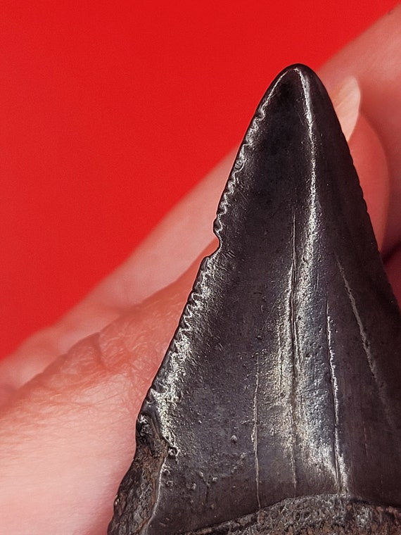 2.00" - Great White Shark Tooth - image 6