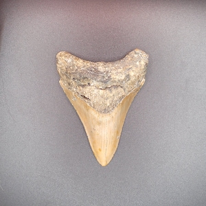 3.67&quot; North Carolina Megalodon
