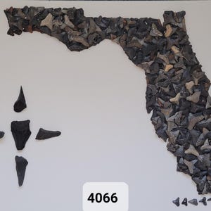 Könnte beinhalten: Ein weißer Hintergrund mit einer grauen Umrandung des Bundesstaates Florida, die aus versteinerten Haifischzähnen besteht. Eine Kompassrose aus versteinerten Haifischzähnen befindet sich in der linken unteren Ecke. Die Nummer 4066 ist in Schwarz unterhalb der Kompassrose gedruckt.