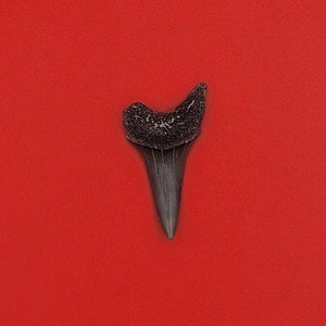 1.59&quot; St. John&#39;s River FL White Shark Teeth