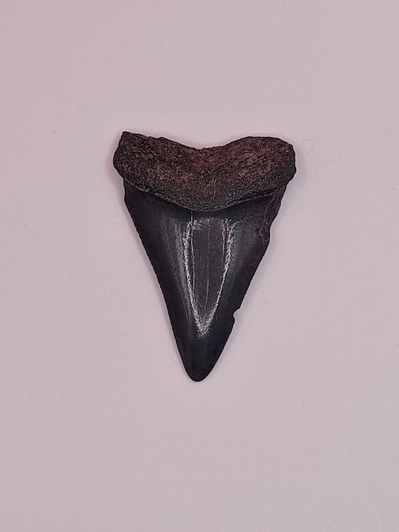 2.00" - Great White Shark Tooth - image 7