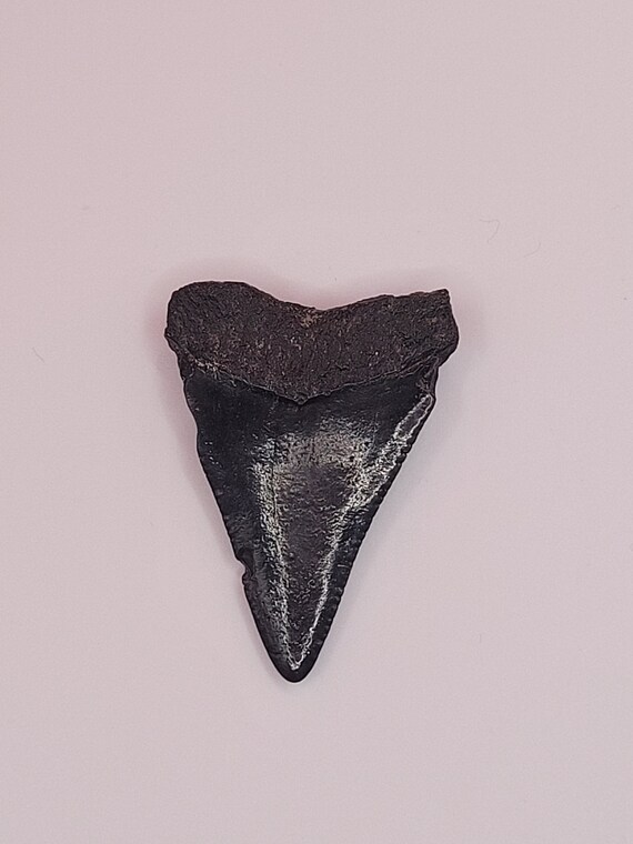 2.00" - Great White Shark Tooth - image 8