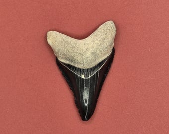 2.03&quot; Bone Valley Megalodon Tooth