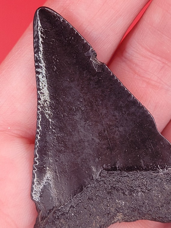 2.00" - Great White Shark Tooth - image 4