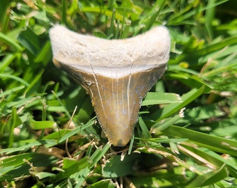 1.68" Bone Valley Megalodon Tooth