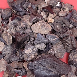Puede incluir: Una colección de dientes de tiburón fosilizados y rocas. Los dientes varían en tamaño y color, desde marrón oscuro hasta gris. Las rocas son principalmente grises y beige, con algunos pequeños fragmentos de concha. El fondo es rojo liso.