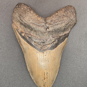 5.19&quot; North Carolina Megalodon