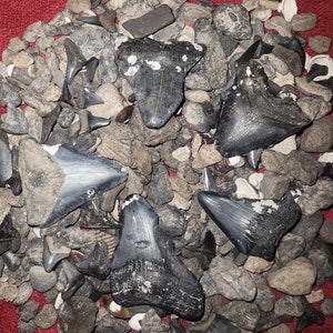 FL Megalodon Gravel Pack