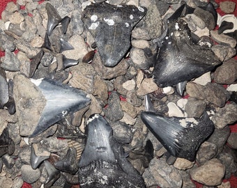 FL Megalodon Gravel Pack