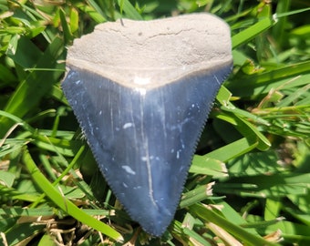 1.93" Bone Valley Megalodon Tooth