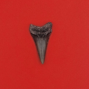 1.55&quot; St. John&#39;s River FL White Shark Teeth