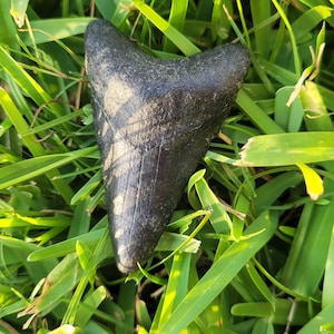 2.38&quot; Venice Florida Megalodon Tooth