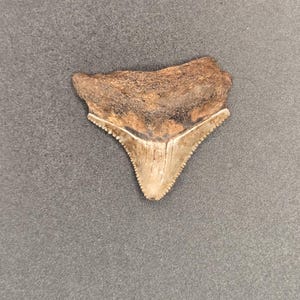 1.56&quot; NC Posterior Megalodon