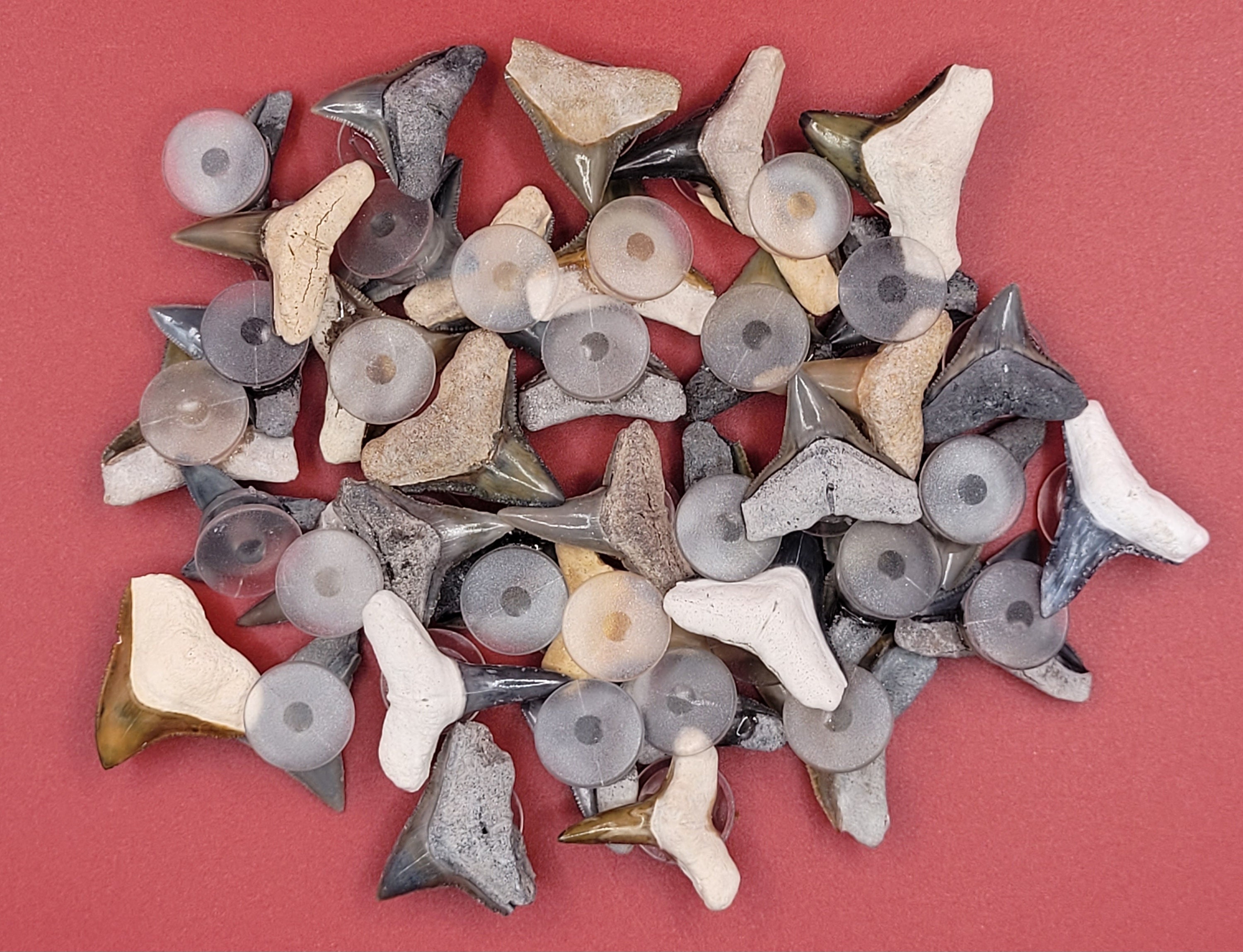 Bone Valley Shark tooth Croc Charms