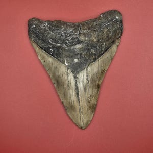 5.10&quot; North Carolina Megalodon