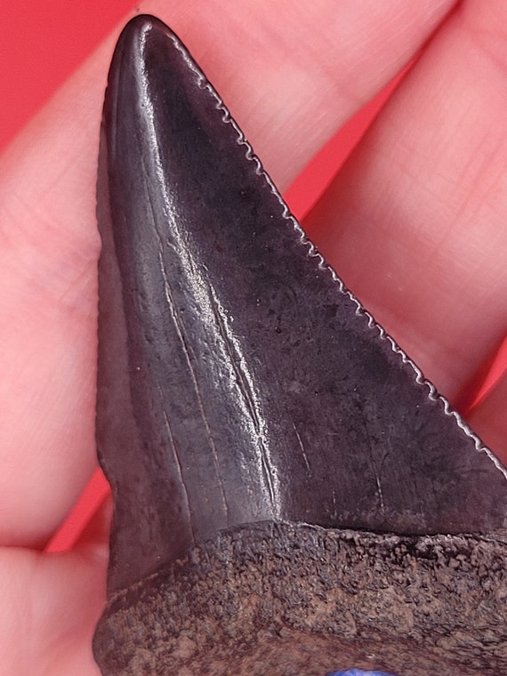 2.00" - Great White Shark Tooth - image 5