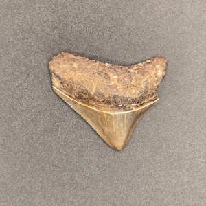 1.70&quot; NC Posterior Megalodon