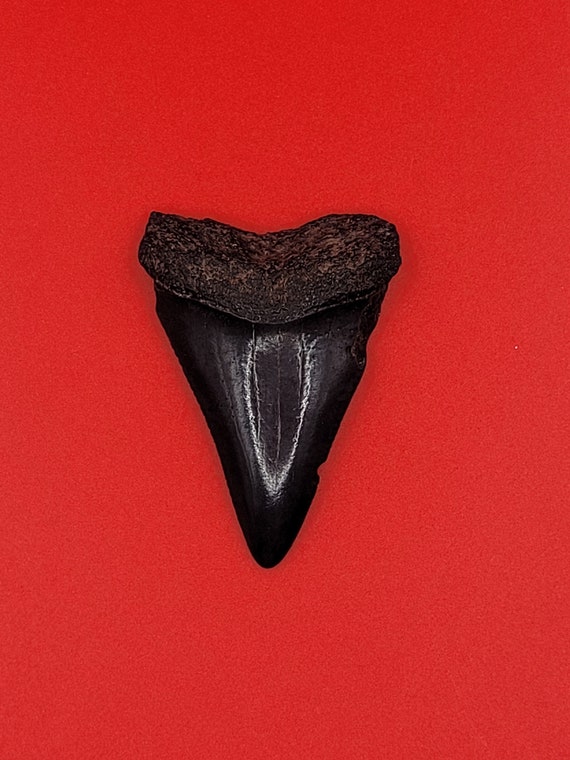 2.00" - Great White Shark Tooth - image 1