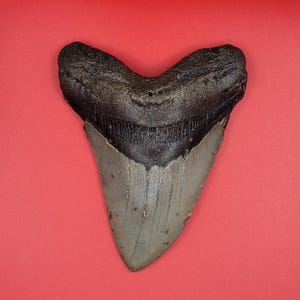 4.47&quot; North Carolina Megalodon