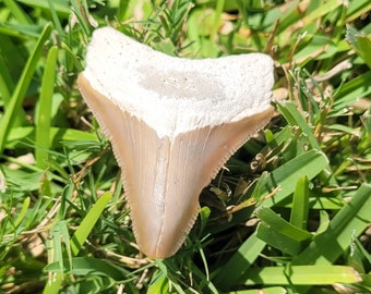 1.78&quot; Bone Valley Megalodon Tooth