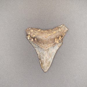 2.92&quot; North Carolina Megalodon