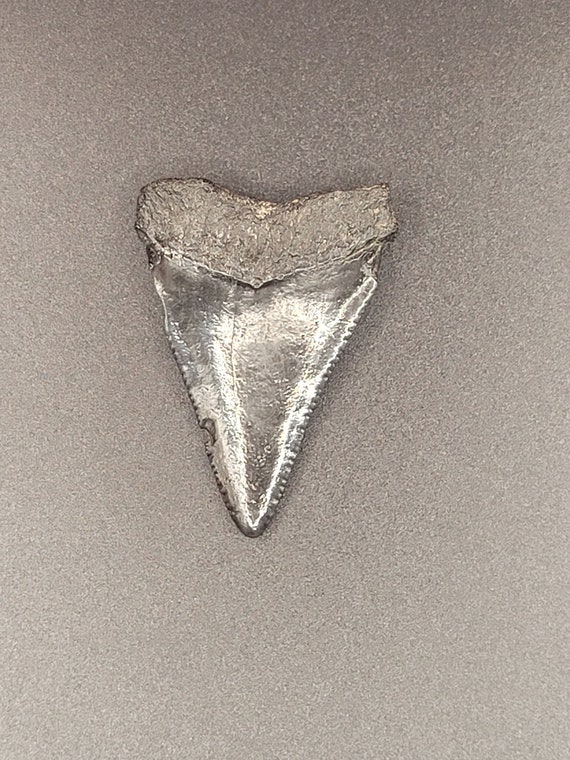 2.00" - Great White Shark Tooth - image 10