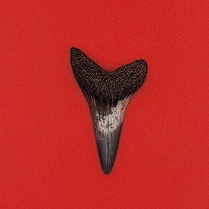 May include: A fossilized shark tooth with a dark gray color and a white center. The tooth is on a red background.