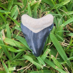 2.19&quot; Bone Valley Megalodon Tooth