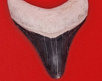 2.07&quot; Bone Valley Megalodon Tooth