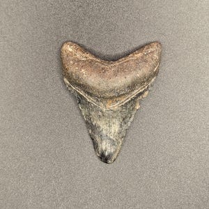 Dente di Megalodonte di Venice Florida da 2,50 pollici