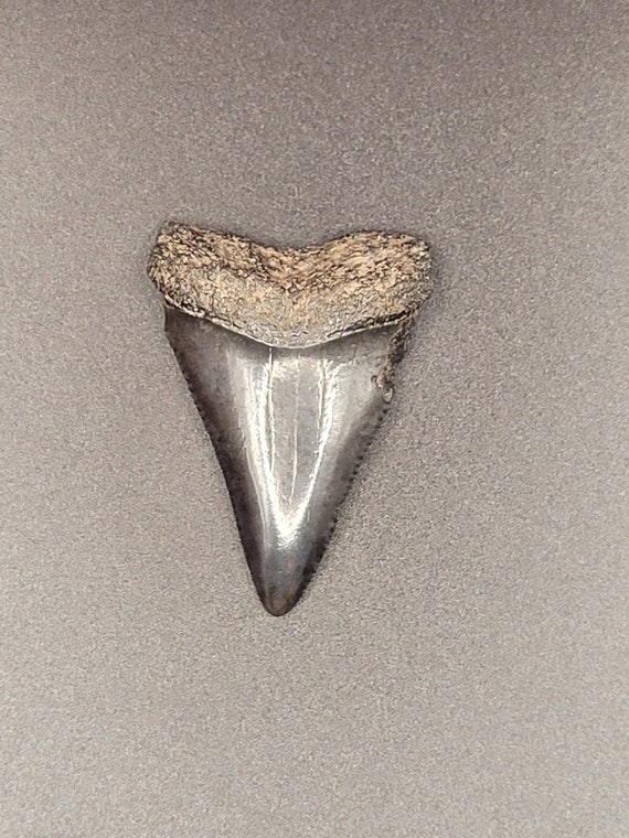 2.00" - Great White Shark Tooth - image 9