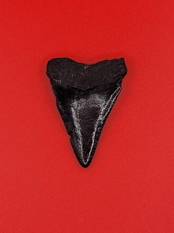 2.00" - Great White Shark Tooth - image 2