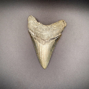 4.39&quot; North Carolina Megalodon