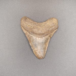 2.98&quot; North Carolina Megalodon