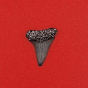 1.49&quot; St. John&#39;s River FL White Shark Teeth