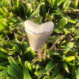1.54&quot; Bone Valley Megalodon Tooth