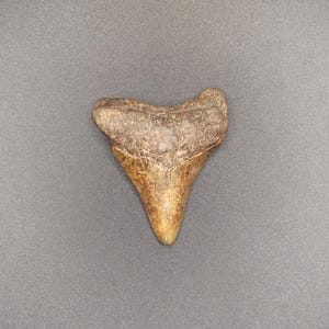 2.44&quot; North Carolina Megalodon