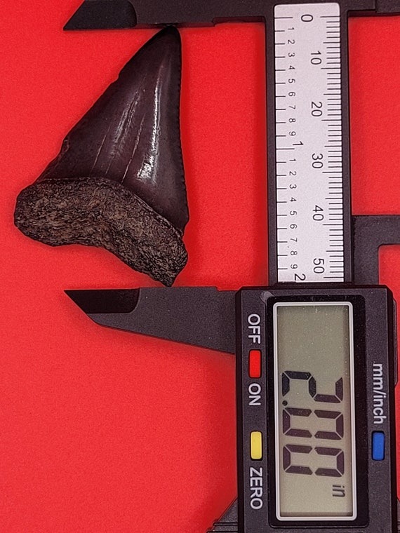 2.00" - Great White Shark Tooth - image 3