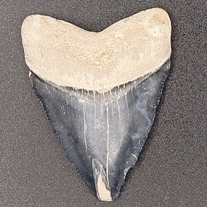 Könnte beinhalten: Ein versteinerter Haifischzahn mit dunkelgrauem Schmelz und einer hellbeigen Wurzel. Der Zahn ist dreieckig geformt mit einer spitzen Spitze und gezackten Kanten.