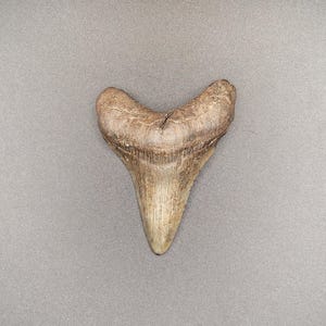 2.84&quot; North Carolina Megalodon
