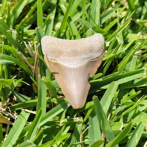 1.81&quot; Bone Valley Megalodon Tooth