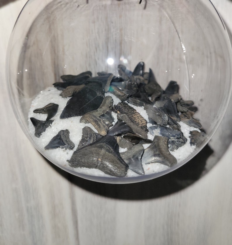 6 Pack 3 Shark Tooth Ornament Assortment image 2