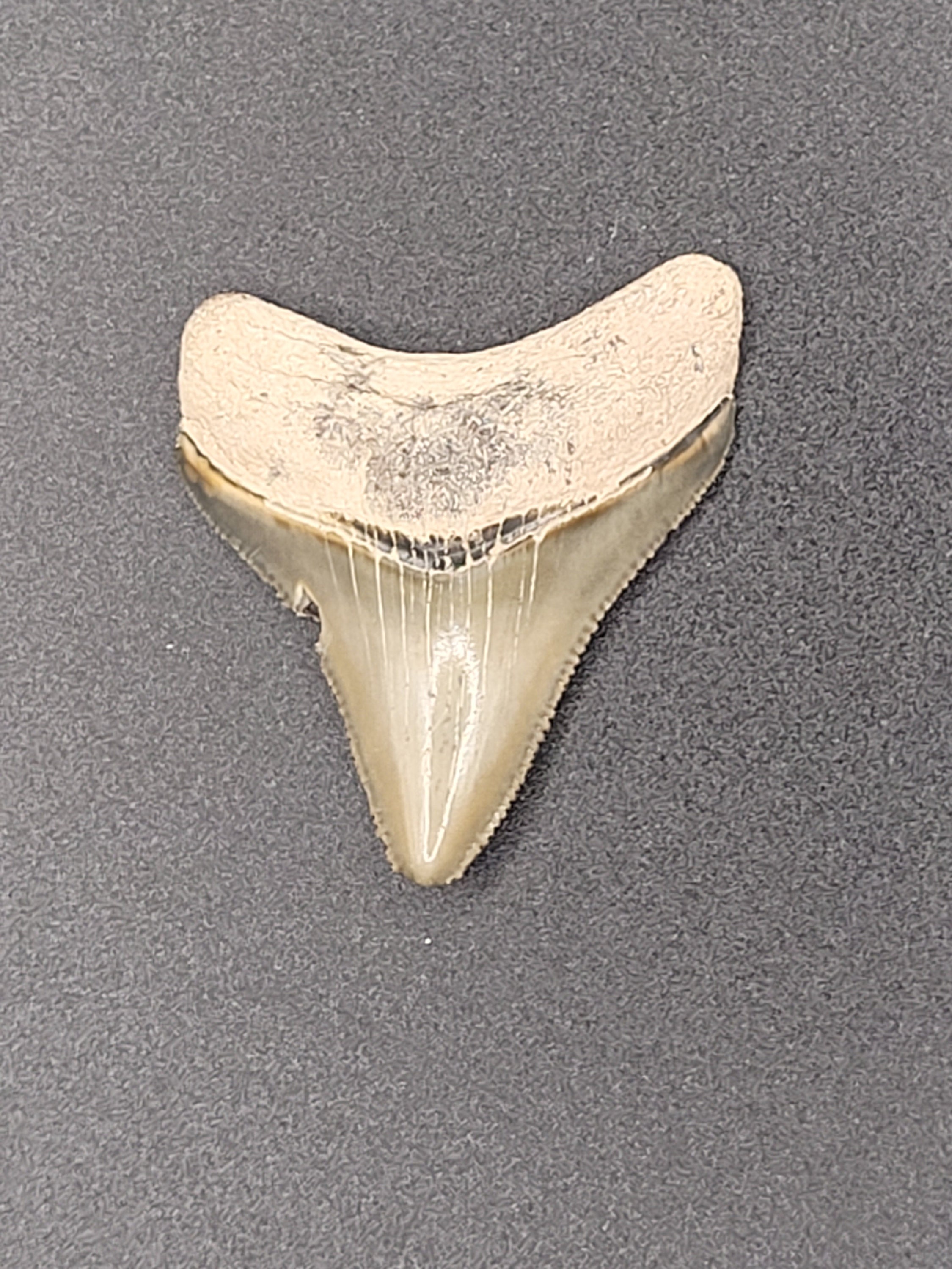 1.70" Bone Valley Megalodon Tooth