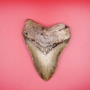 4.85&quot; North Carolina Megalodon