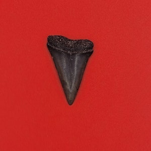 1.56&quot; St. John&#39;s River Slight Patho FL White Shark Teeth