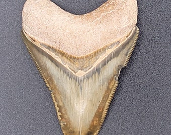 2.28&quot; Wicked Bone Valley Megalodon Tooth