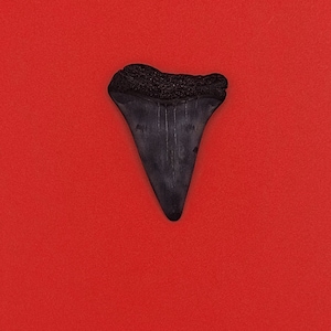 1.59&quot; St. John&#39;s River FL White Shark Teeth